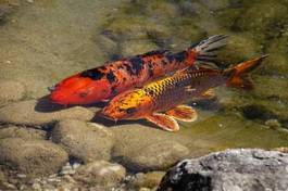 Fotoroleta japoński japonia ryba zwierzę woda