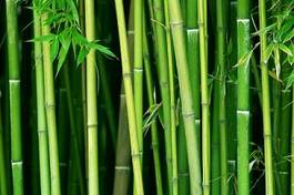 Naklejka bambus natura drzewa wschód las