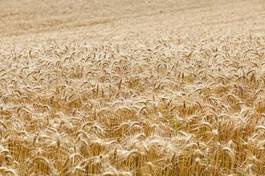 Naklejka natura lato rolnictwo zboże