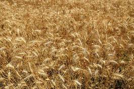 Fotoroleta mąka siano krajobraz