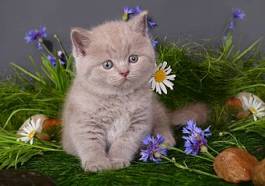Plakat stokrotka zwierzę kwiat trawa kociak