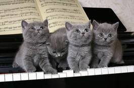 Naklejka fortepian kociak muzyka