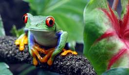 Fotoroleta żaba zwierzę natura kostaryka płaz