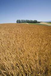 Fotoroleta azja pszenica rolnictwo krajobraz orientalne