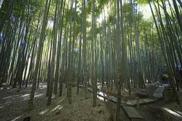 Naklejka krajobraz bambus roślina świeży orientalne