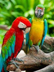 Fotoroleta piękny fauna ara ptak para
