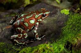 Obraz na płótnie natura zwierzę płaz dżungla żaba