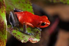Fotoroleta żaba egzotyczny tropikalny dżungla piękny