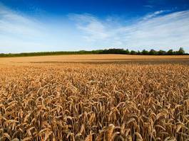 Obraz na płótnie niebo pszenica wieś rolnictwo żyto