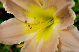 Fototapeta pyłek natura ogród kwiat