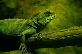 Plakat gad zwierzę iguana
