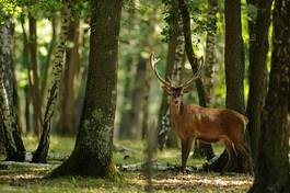 Naklejka jeleń w lesie
