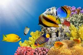 Naklejka ryba morze egipt zwierzę natura