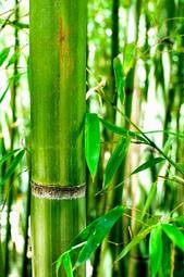 Plakat świeży azja dżungla bambus