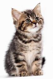 Plakat kociak zwierzę ładny kot mora
