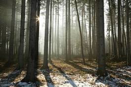Naklejka śnieg słońce widok natura świerk