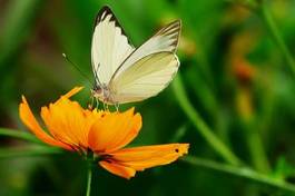 Naklejka motyl natura miłość kwiat