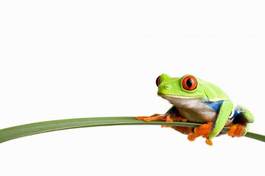 Fototapeta żaba zwierzę tropikalny