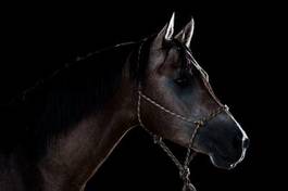 Fotoroleta grzywa klacz koń zwierzę
