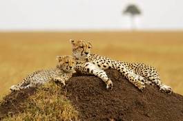 Plakat gepard afryka kot ssak zwierzę