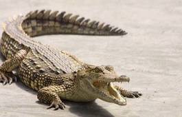 Fotoroleta aligator natura zwierzę oko egzotyczny