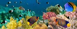 Fotoroleta natura koral morze tropikalny