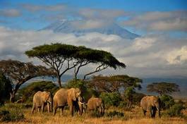 Fototapeta rodzinka słoni pod kilimanjaro