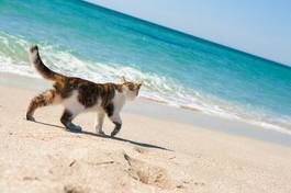 Plakat kot spaceruje po plaży