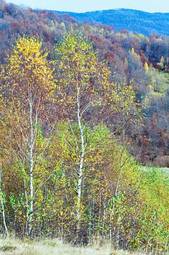 Naklejka drzewa pejzaż jesień góra ukraina