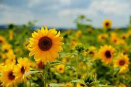 Fototapeta kwiat słońce natura lato słonecznik