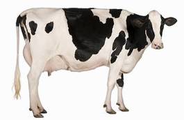 Naklejka zwierzę ssak portret krowa
