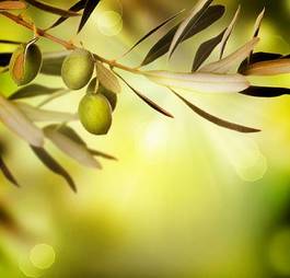 Fotoroleta gałązka oliwna