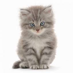 Fototapeta ładny ssak kot piękny zwierzę