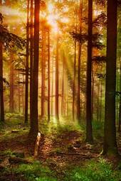 Naklejka natura las zen słońce spokojny