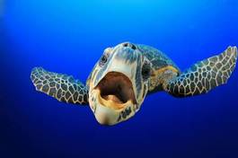Fotoroleta gad podwodne żółw morze usta