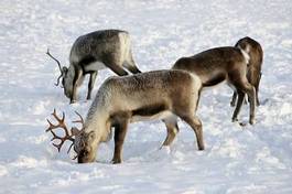 Fotoroleta dziki północ bezdroża ssak szwecja
