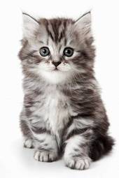 Plakat ładny kociak kot zwierzę