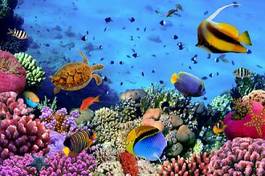 Fotoroleta tropikalny ryba pejzaż podwodne