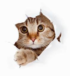Plakat zwierzę widok kociak ładny