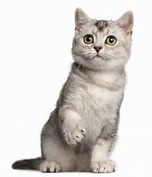 Plakat kot ssak kociak zwierzę