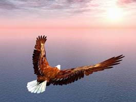 Fototapeta zwierzę niebo 3d ptak morze