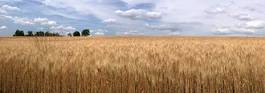 Fototapeta toskania rolnictwo niebo pole pejzaż