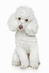 Naklejka portret pies zwierzę szczenię piękny