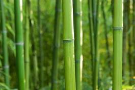 Naklejka ogród natura bambus