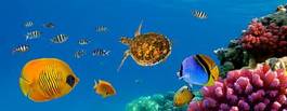 Plakat ryba żółw podwodny morze