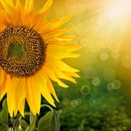 Fotoroleta niebo natura słońce kwiat
