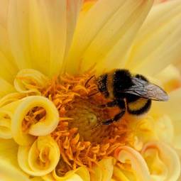 Fototapeta zwierzę lato pyłek natura kwiat