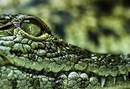 Naklejka krokodyl gad oko zwierzę ukąszenie
