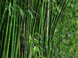 Fotoroleta natura roślina trawa bambus