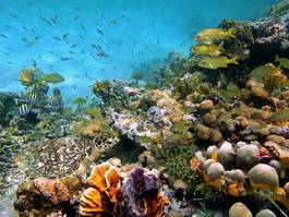 Fotoroleta rafa filipiny morze honduras
